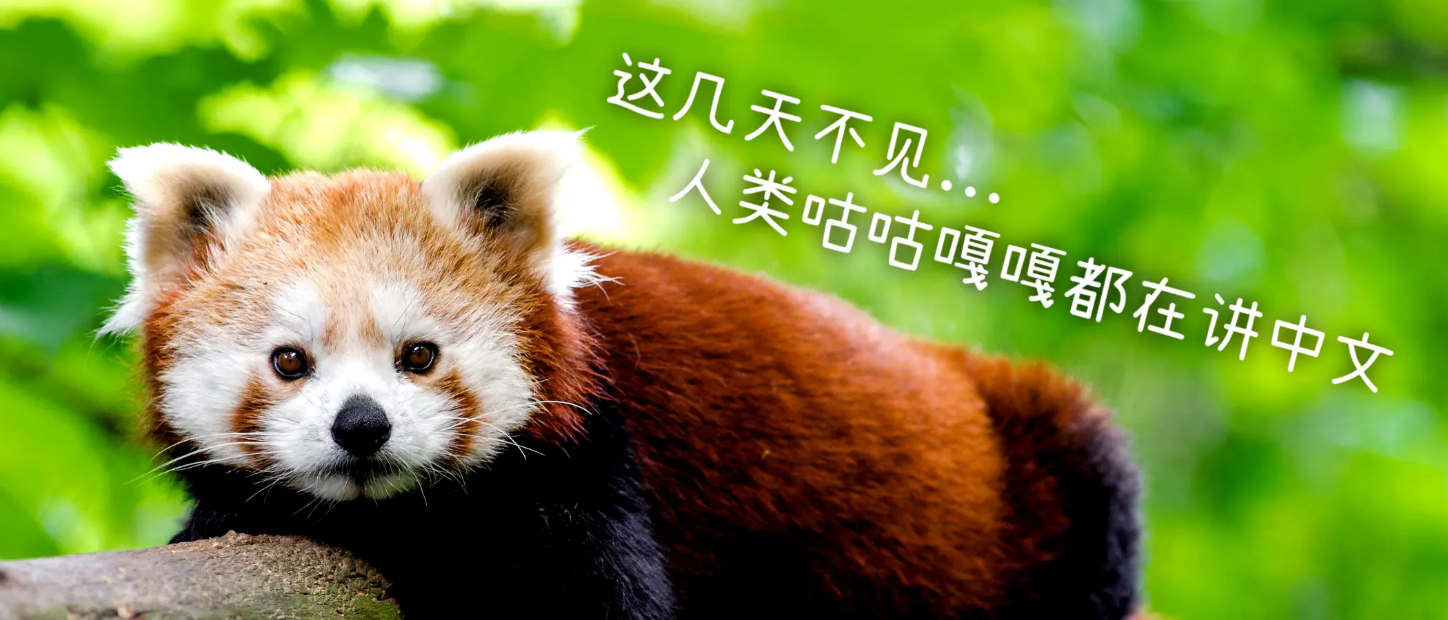 小熊猫包管理(oma) v1.21 测试公告| 安同开源社区(AOSC)