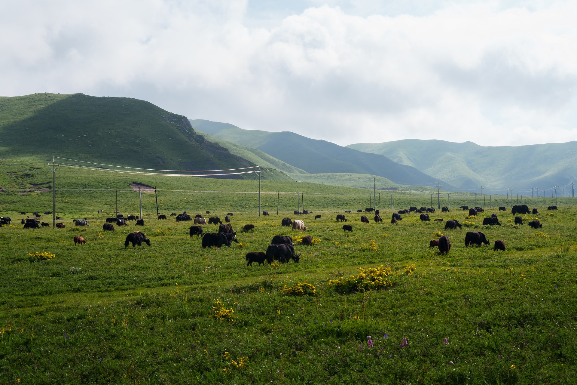 默认桌面壁纸(作者:椰椰雪球;标题:采芳 / Grazing)